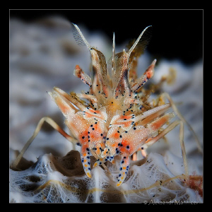 Tiger shrimp by Aleksandr Marinicev 